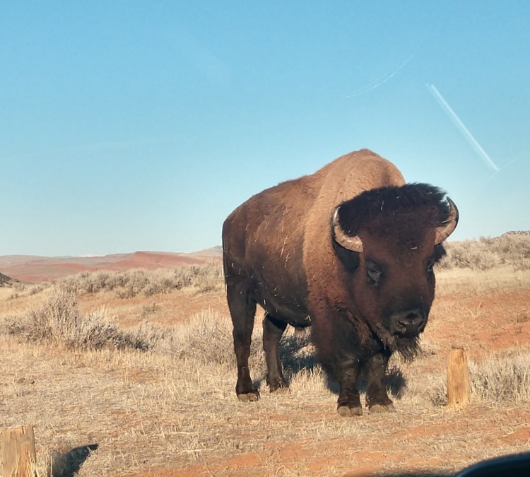 buffalo-bill-wild-west-draper-museum-raptor-experience-photo